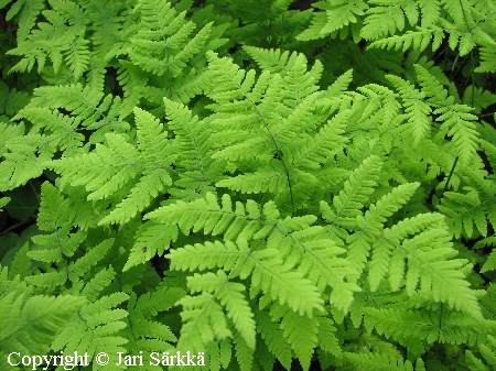 Gymnocarpium dryopteris